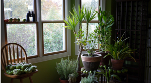 Plantes D Int Rieur Qui Nettoient L Air Et Qui Sont Quasi Increvables