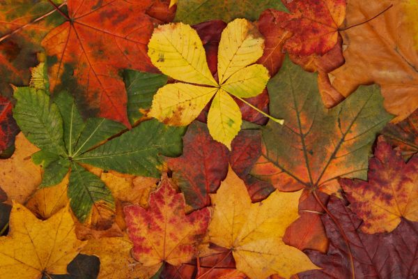 Les Feuilles Changent De Couleur Mais Pourquoi ? Explications... ⋆