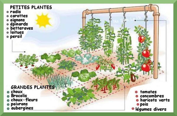 Comment Créer Un Jardin Potager Sur 1 Mètre Carré ⋆